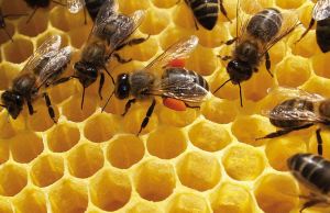La crisis de la abeja de la miel.  Apis-mellifera
