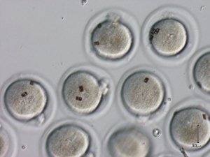 DNIs de silicio en embriones.  Embrionscodificats1-m
